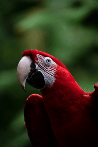 Parrot jigsaw puzzle