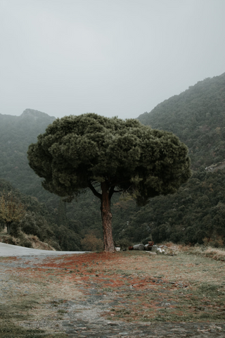 Broccoli tree jigsaw puzzle