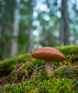 Mushroom jigsaw puzzle