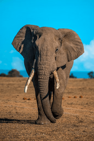 African Elephant jigsaw puzzle