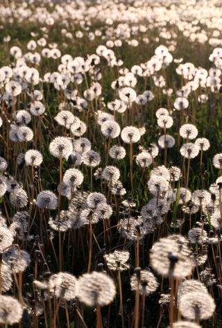 dandelions jigsaw puzzle