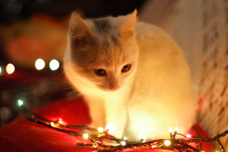 White cat    jigsaw puzzle