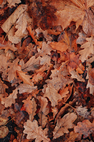 Autumn leaves jigsaw puzzle