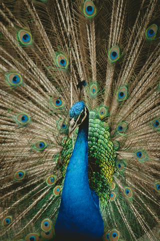 Colorful Peacock jigsaw puzzle
