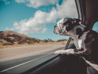 Dog in the Window jigsaw puzzle