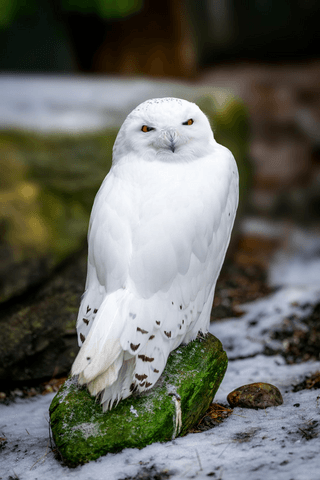 The Snowy Owl jigsaw puzzle