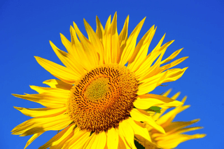 Bright sunflower jigsaw puzzle