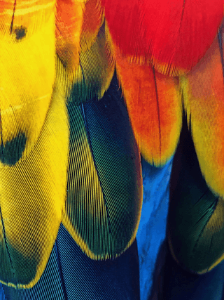 Colored Feathers jigsaw puzzle