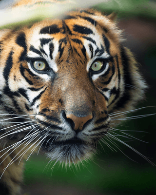 Siberian Tiger jigsaw puzzle