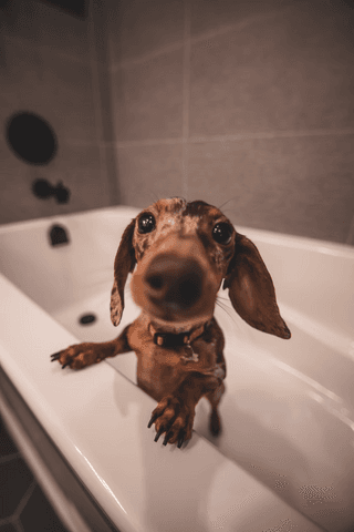 Dog in a Bathtub jigsaw puzzle