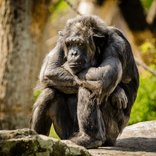 Grumpy Chimpanzee jigsaw puzzle