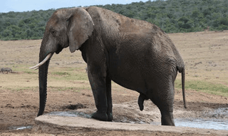 Addo Elephant jigsaw puzzle