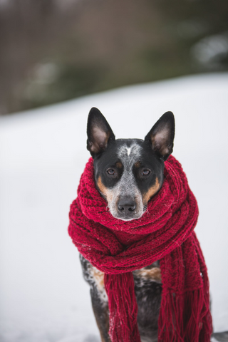 Cold dog jigsaw puzzle