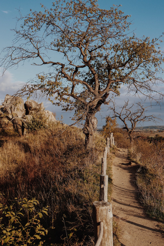 Dried-up Tree jigsaw puzzle
