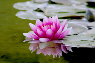 Flower Still Water jigsaw puzzle