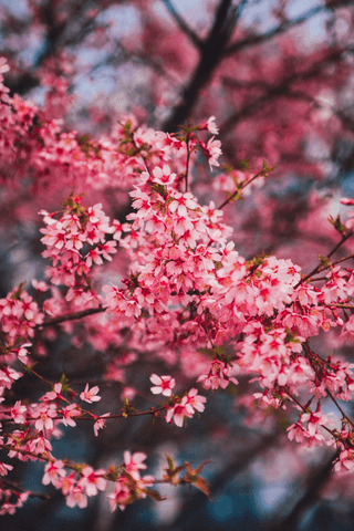 Cherry blossom jigsaw puzzle