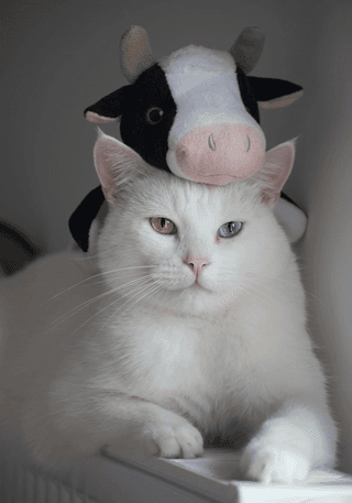 Chilling white cat jigsaw puzzle