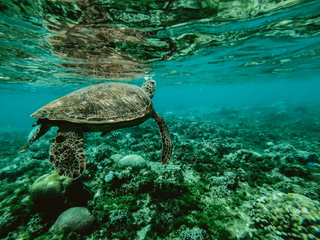 Turtle jigsaw puzzle