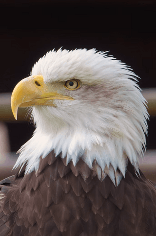Bald Eagle jigsaw puzzle