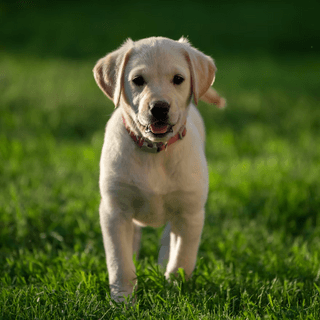 Labrador Puppy jigsaw puzzle