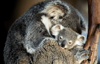 Mother Koala with Baby jigsaw puzzle