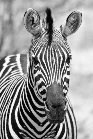 Zebra jigsaw puzzle