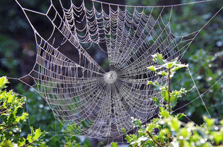 Cobwebs jigsaw puzzle
