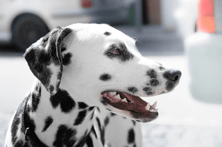 Dalmatian jigsaw puzzle