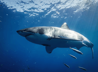 Great White Shark jigsaw puzzle