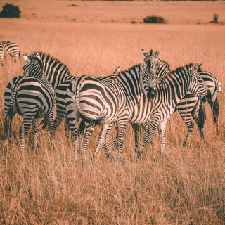 Zebra Herd jigsaw puzzle