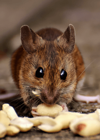 Mouse jigsaw puzzle
