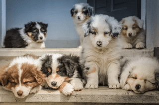 Adorable Puppies jigsaw puzzle