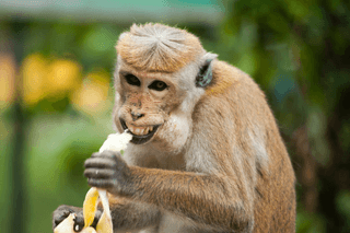 Smiling monkey jigsaw puzzle