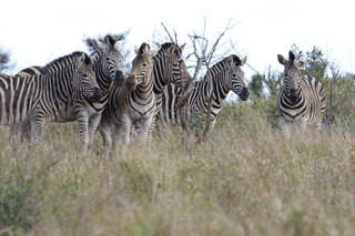 Zebra Group jigsaw puzzle