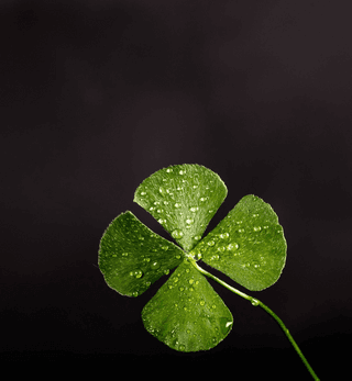 four-leaf clover jigsaw puzzle