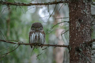 Scary owl jigsaw puzzle