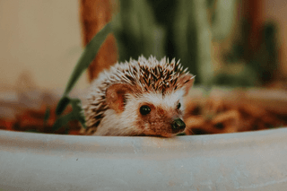 Peeking Hedgehog jigsaw puzzle