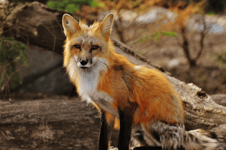 Wild fox jigsaw puzzle