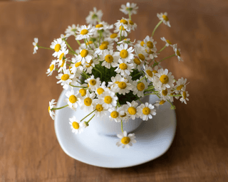 Daisies Still Life jigsaw puzzle