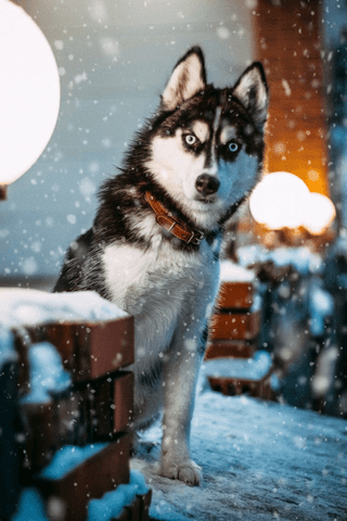 Siberian Husky jigsaw puzzle