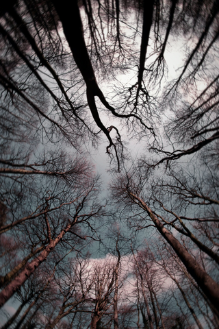 Forest jigsaw puzzle