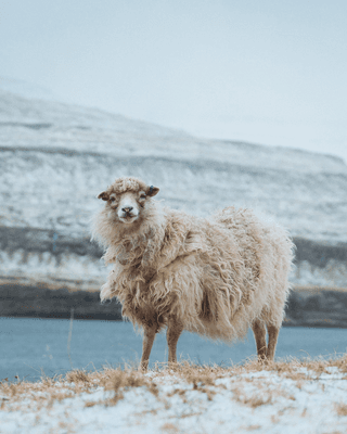 Sheep jigsaw puzzle