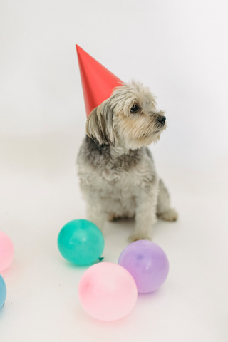 Birthday dog jigsaw puzzle