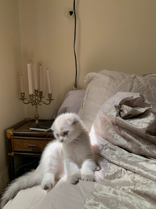White cat jigsaw puzzle