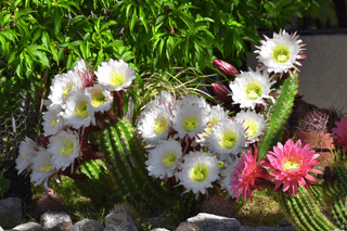 Flowering Cactus jigsaw puzzle