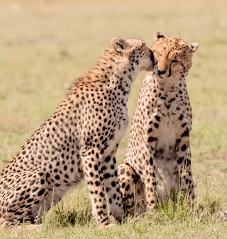 Cheetahs jigsaw puzzle