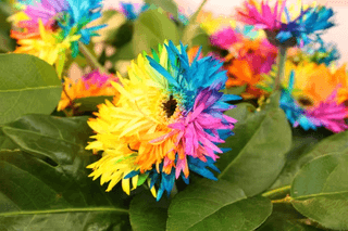 Rainbow Daisies jigsaw puzzle