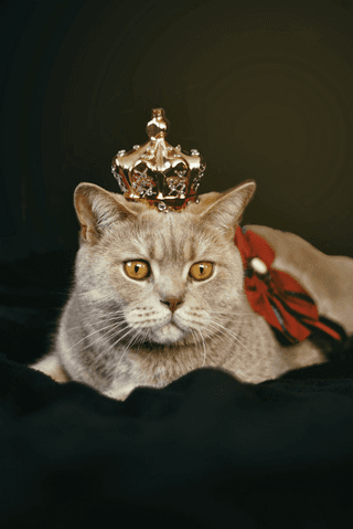 Cat crown jigsaw puzzle