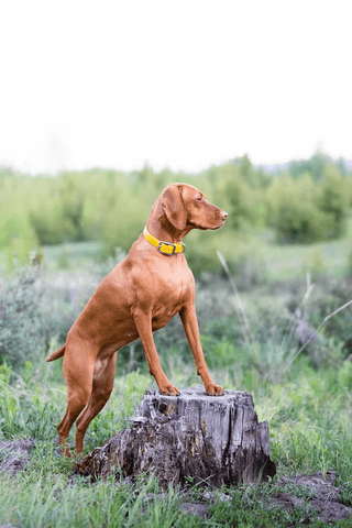 Dog jigsaw puzzle