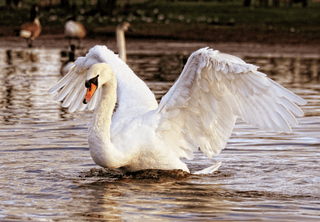 White Swan jigsaw puzzle